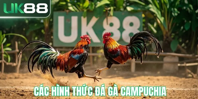Các hình thức đá gà campuchia