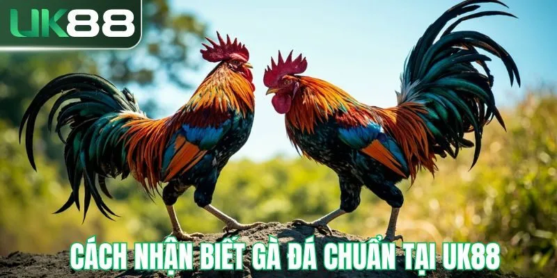 Một số cách nhận biết gà đá chuẩn tại UK88
