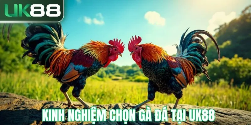 kinh-nghiem-chon-ga-da-uk88-thurm-1